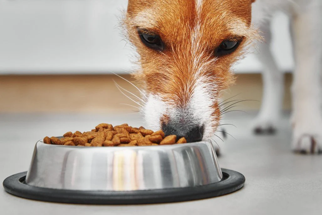 poppydog-feeding